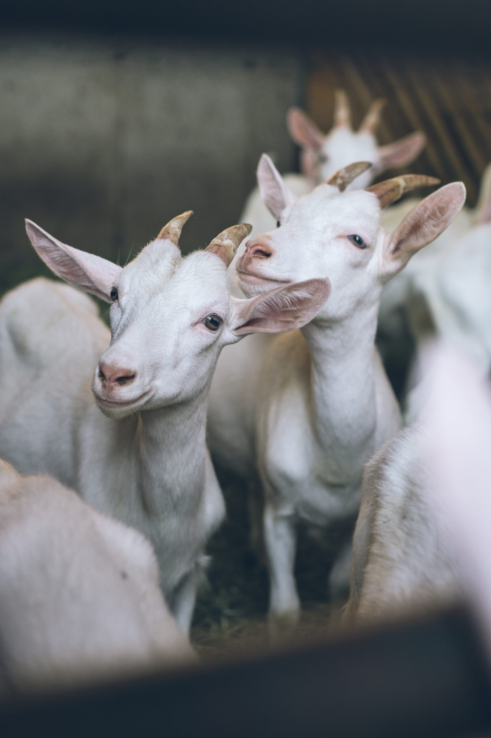 Wilhelmsburger Hoflieferanten